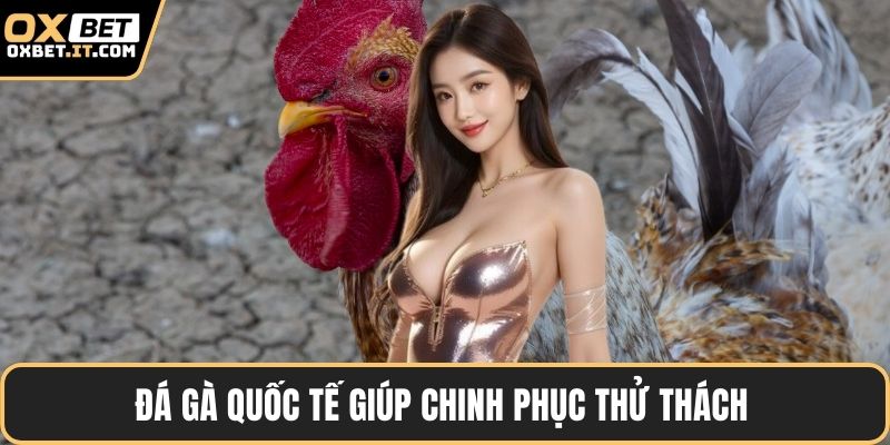 Đá gà quốc tế giúp chinh phục thử thách