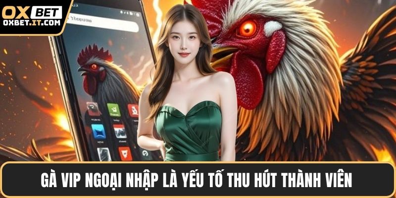 Gà vip ngoại nhập là yếu tố thu hút thành viên