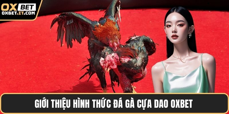 Giới thiệu hình thức đá gà cựa dao OXBET