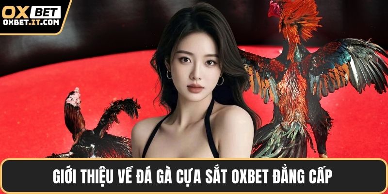 Giới thiệu về đá gà cựa sắt OXBET đẳng cấp