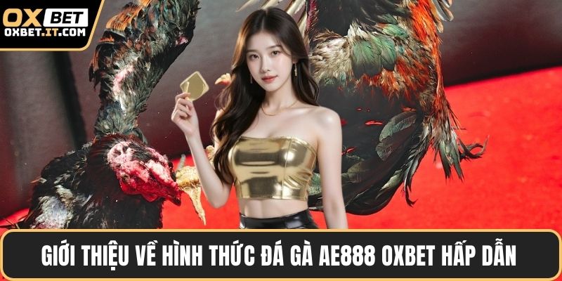 Giới thiệu về hình thức đá gà ae888 OXBET hấp dẫn