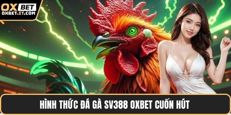 Hình thức đá gà sv388 OXBET cuốn hút