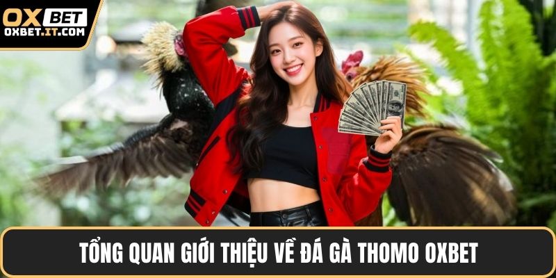 Tổng quan giới thiệu về đá gà thomo OXBET